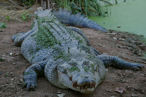 The Man Eating Croc