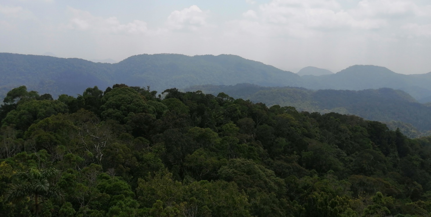 My First Time to Sinharaja Rainforest in Sri Lanka