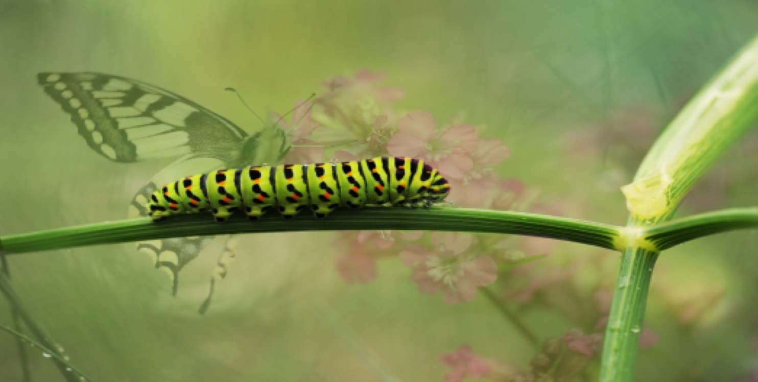 “I Remained a Caterpillar so that my Partner Could Shine as a Butterfly”