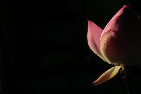 The Flailing Lotus
