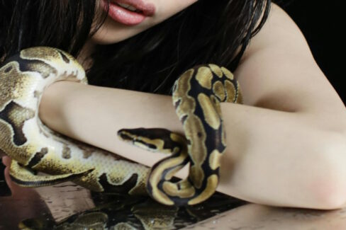 Know the Snake…