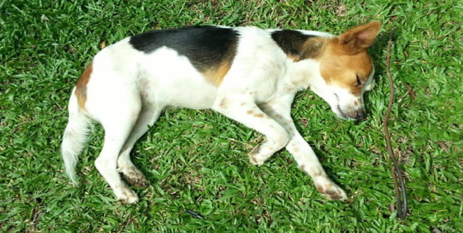 Trixie Girl